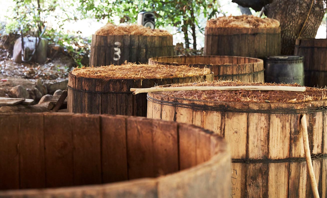 After the agaves are crushed, they are transferred to fermentation tanks