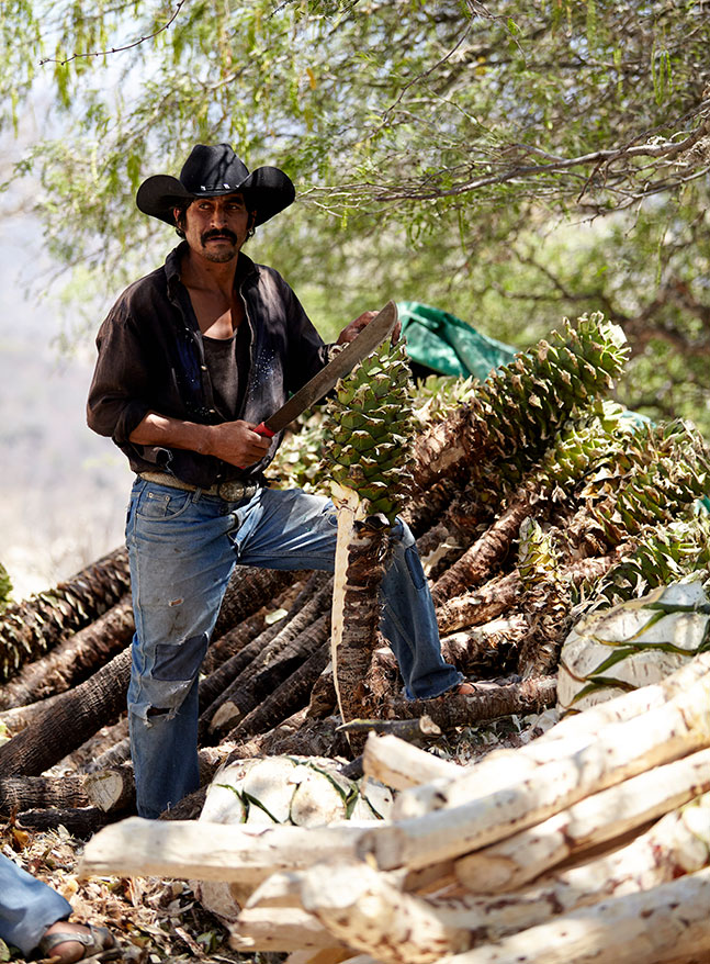 Man at work harvesting Casa Cortés mezcal