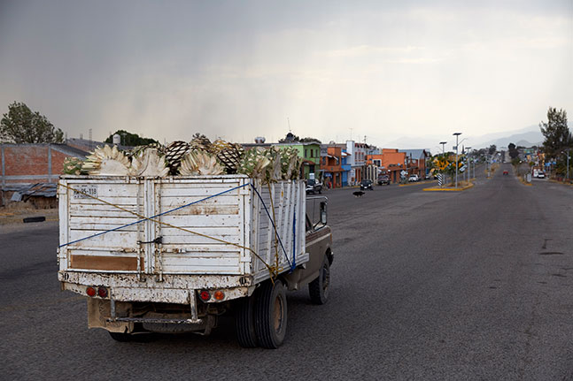 Harvested Casa Cortés mezcal plants being trucked through small Oaxaca Mexico village