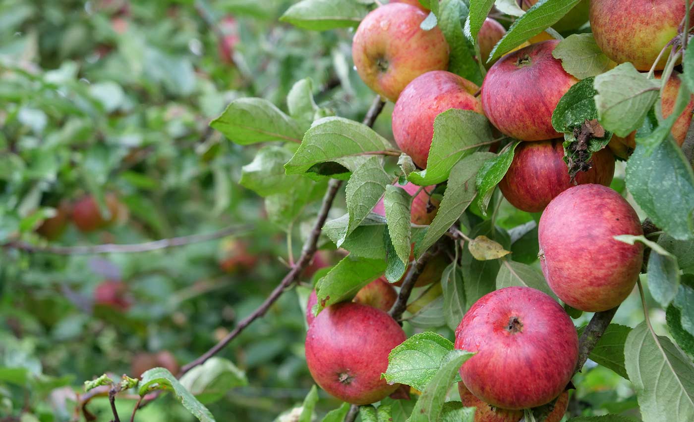 Domaine de Merval Calvados Conservation and Protection of Historic Apple Varieties