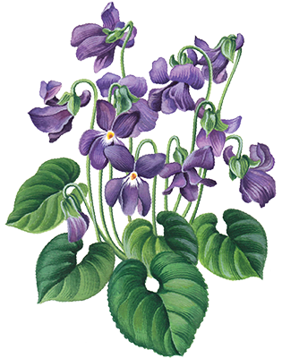 Giffard Creme de Violette illustration