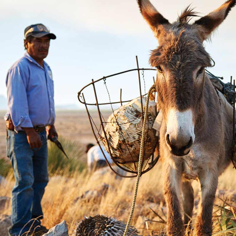 sotol-harvesting-pina-and-donkey