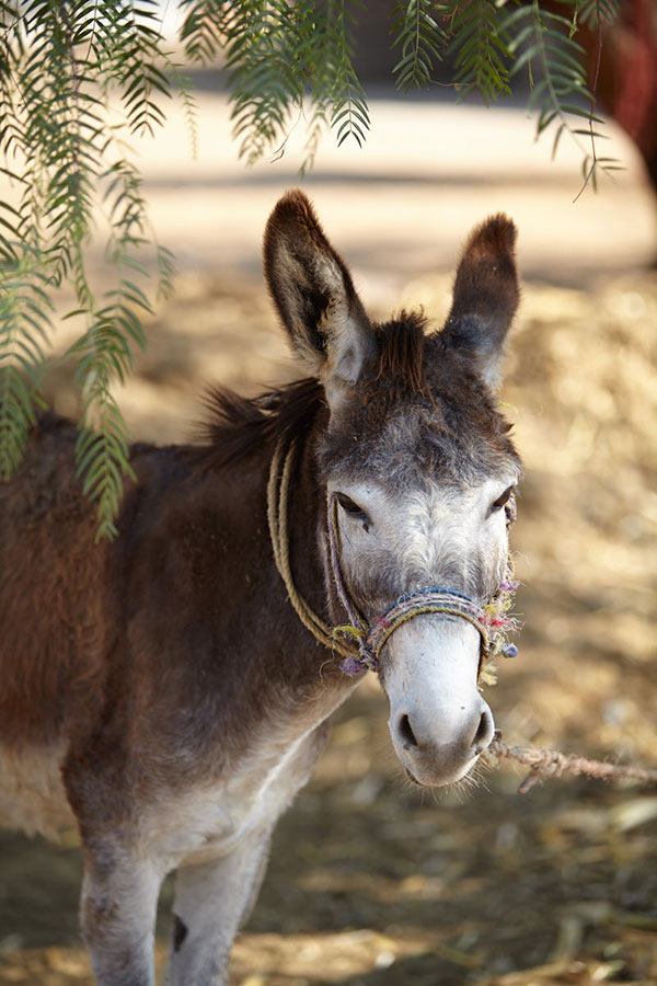 El Jolgorio donkey