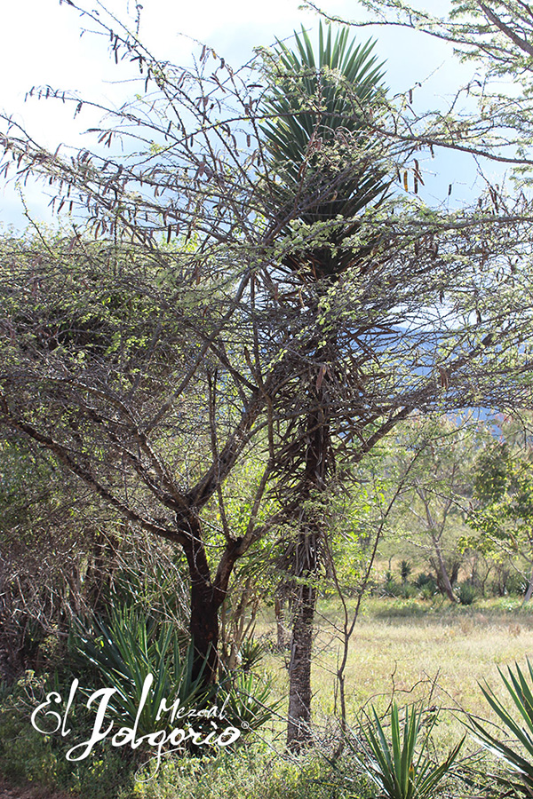 Tobasiche agave in the wild