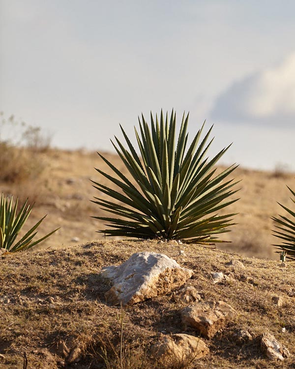 Barril agave in the rugged terrain of Ejutla.