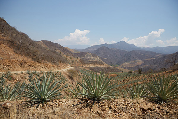 Espadin is king in the mountainous terrain of San Luis del Rio