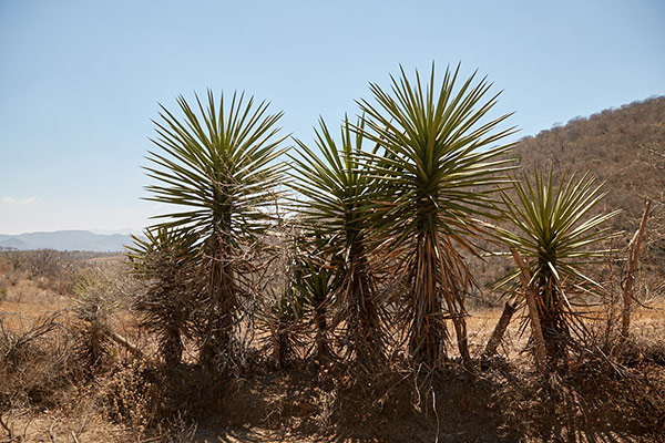 A row of towering Tobasiche.
