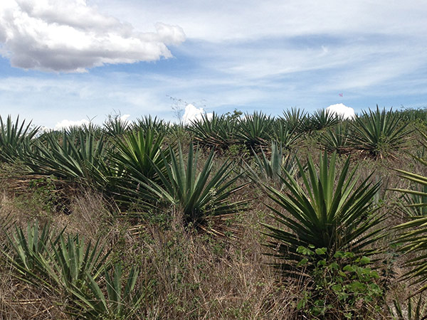 A cluster of Cenizo agaves on a hillside near Zoquitlan.