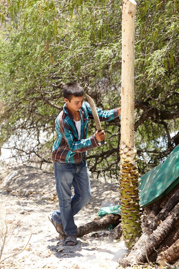 A harvested Karwinskii agave reveals its cylindrical core: fibrous and containing much less sugar than Espadin.