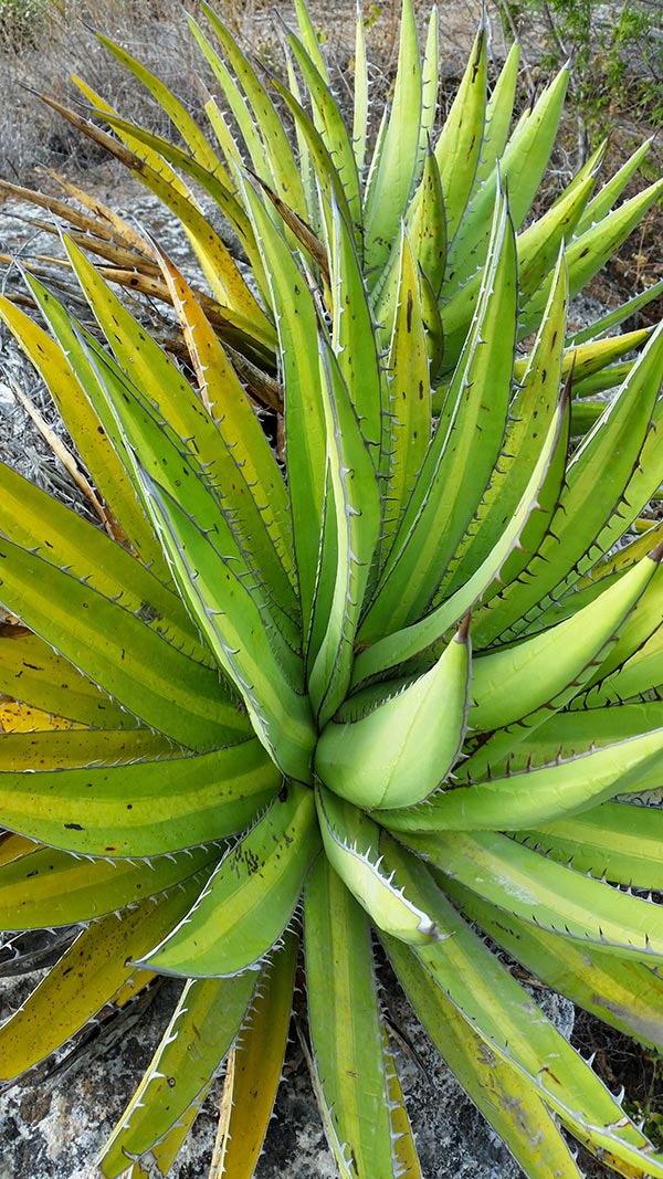 Jabalí agave, with its ridged shape and saw-like leaves.