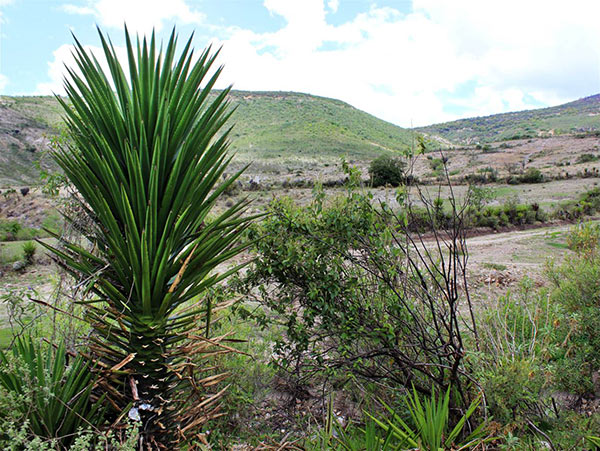 Agave Madrecuishe, a member of the Karwinskii family of agaves.