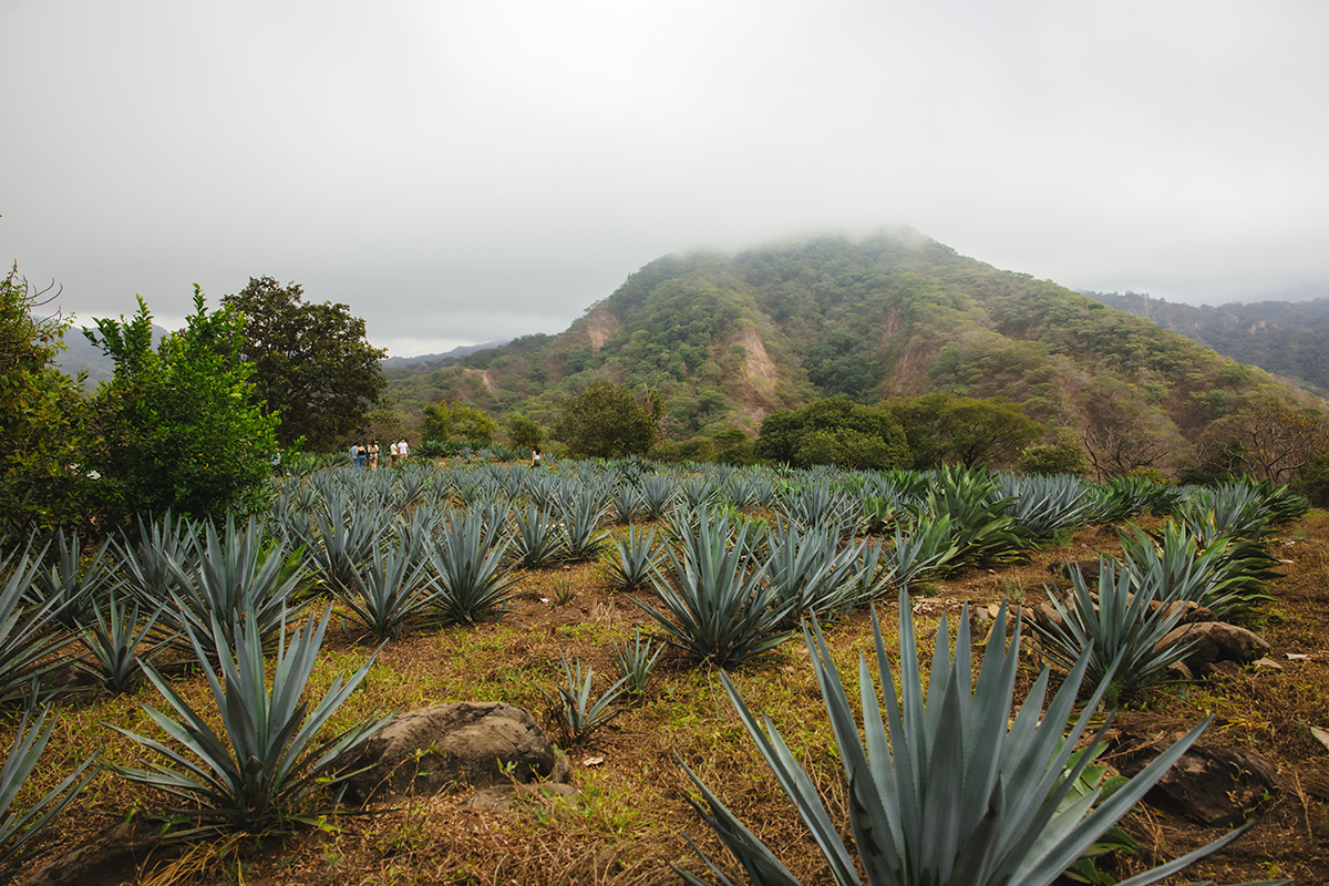 Estancial Raicilla Agave Field