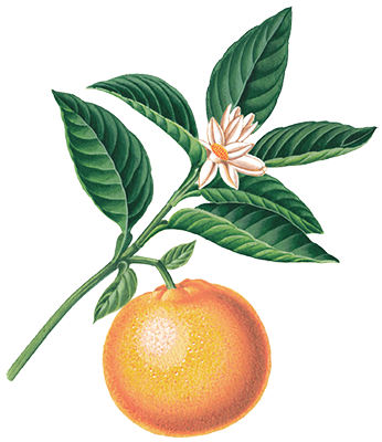 Giffard Pamplemouse grapefruit illustration
